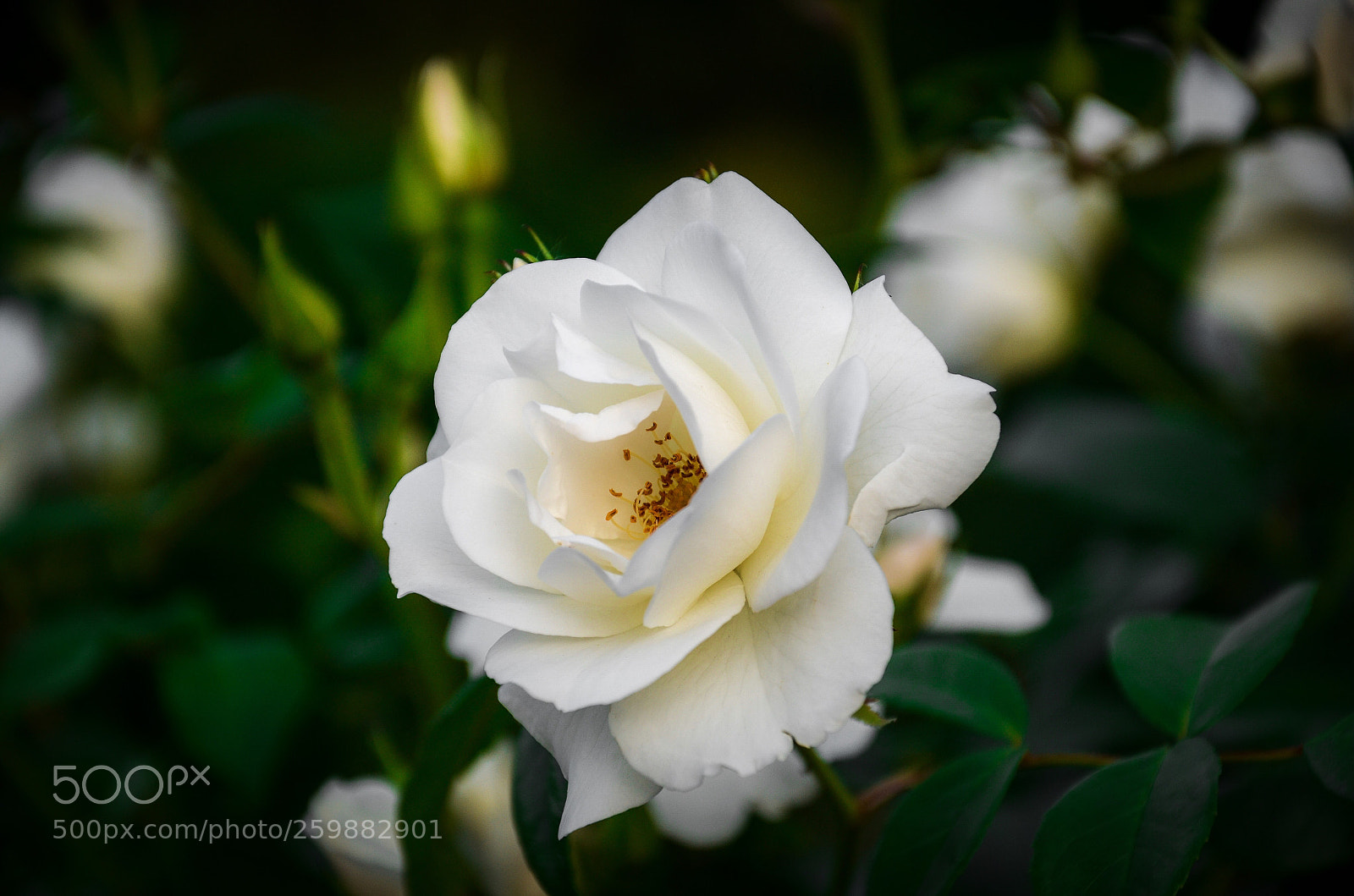 Nikon D7000 sample photo. White photography