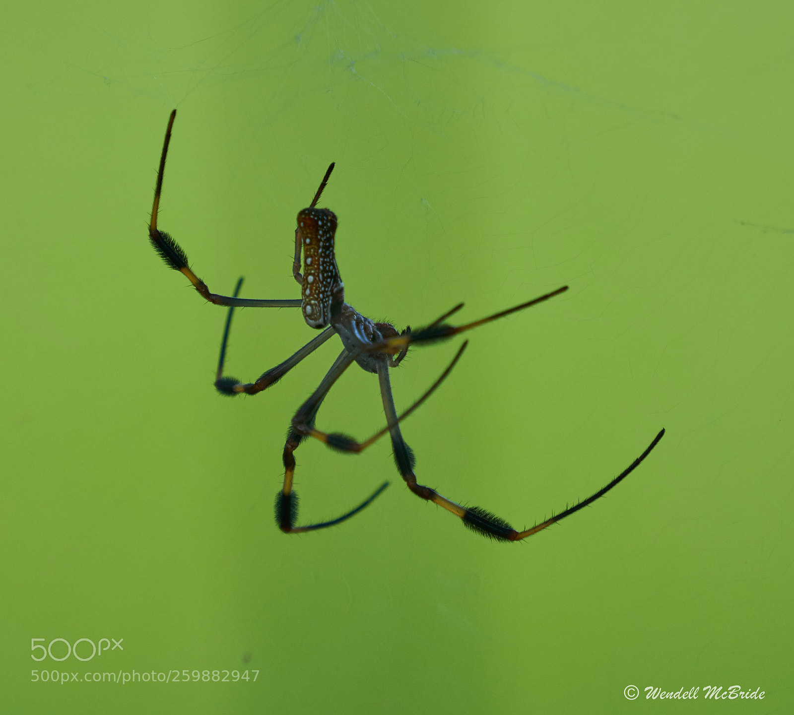 Sony a7R III sample photo. Spider photography