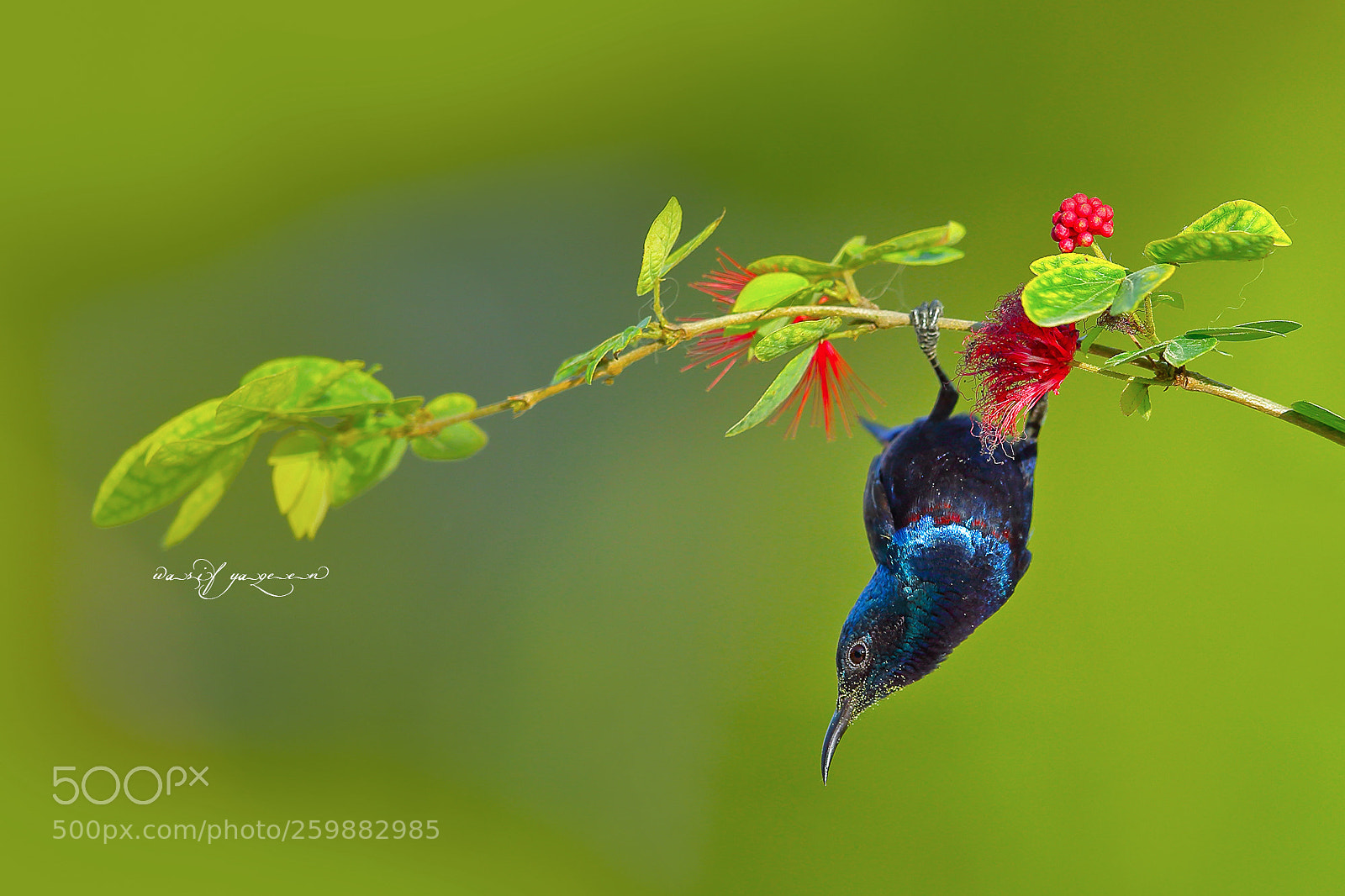 Canon EOS-1D Mark IV sample photo. Purple sunbird photography