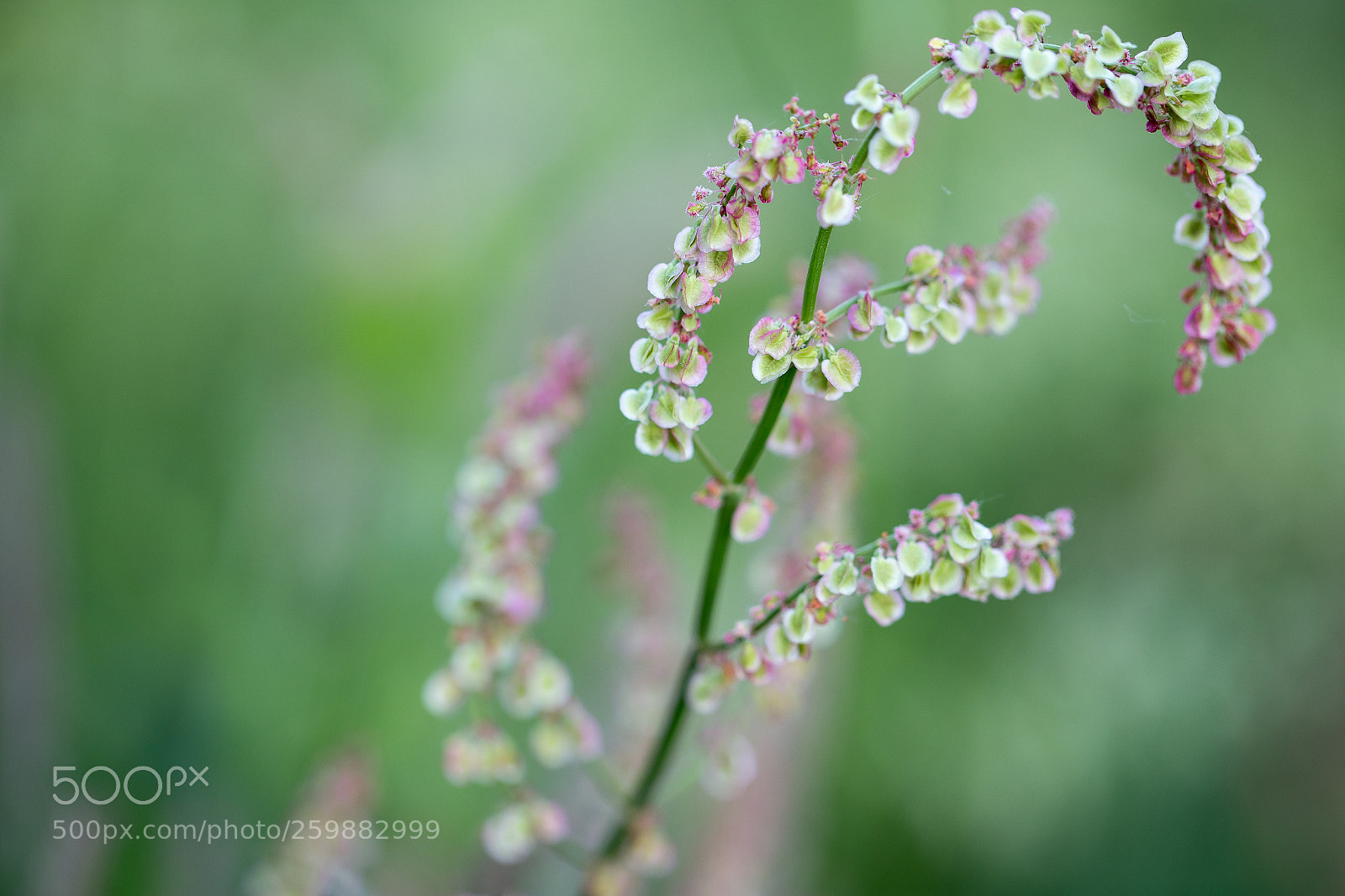 Canon EOS 6D sample photo. Flora photography