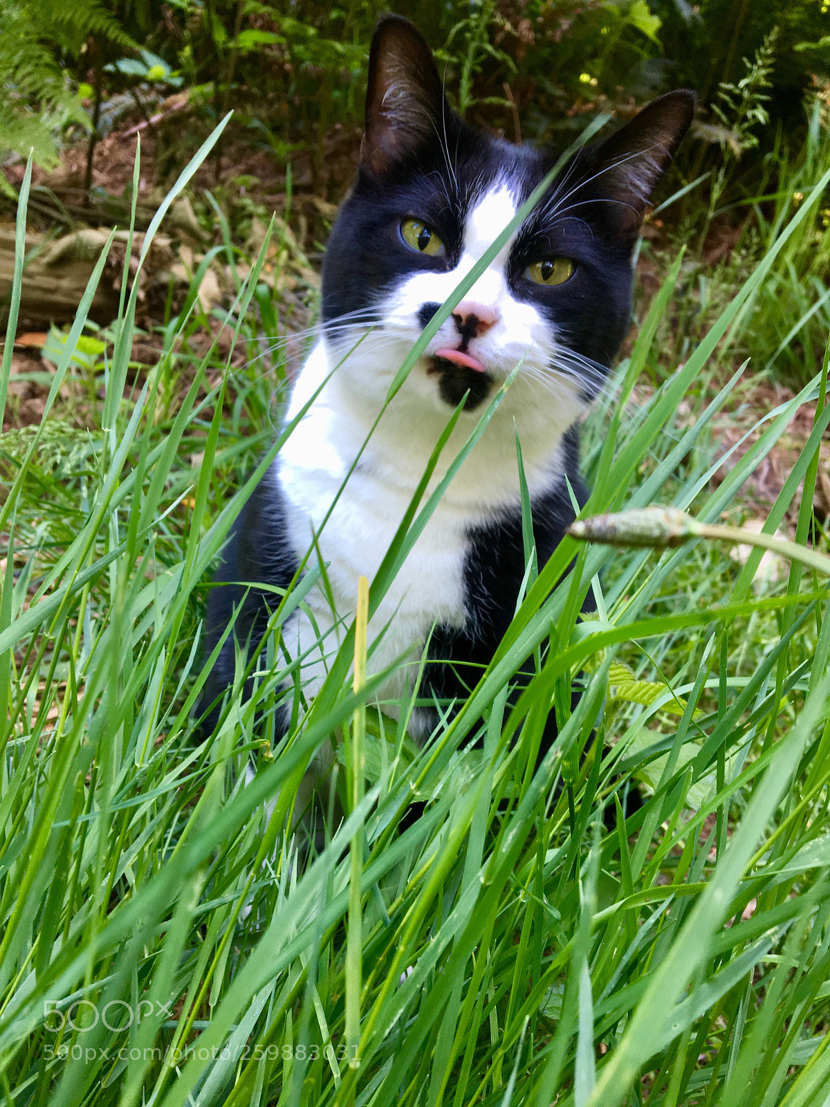 Apple iPhone 6s sample photo. Cattitude 1 photography