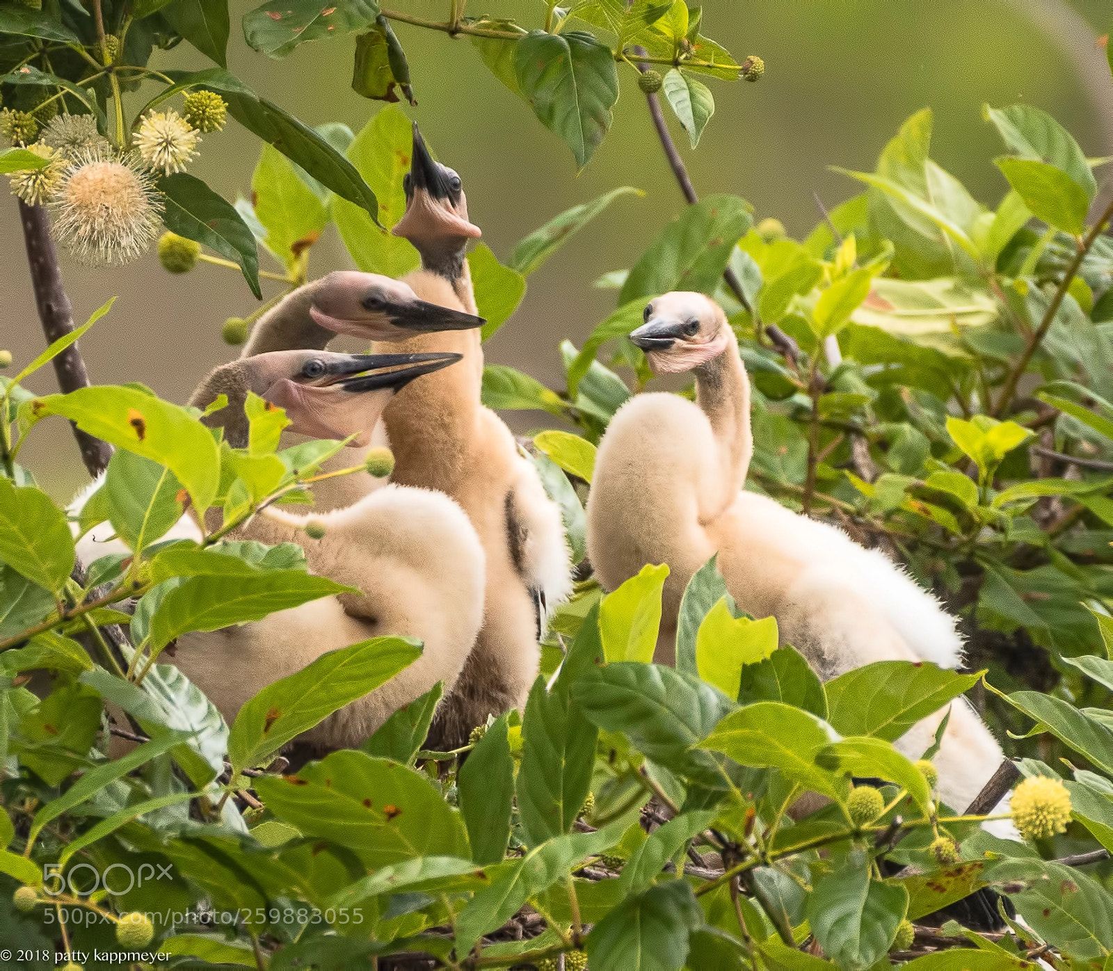 Nikon D7200 sample photo. Anhinga nest photography