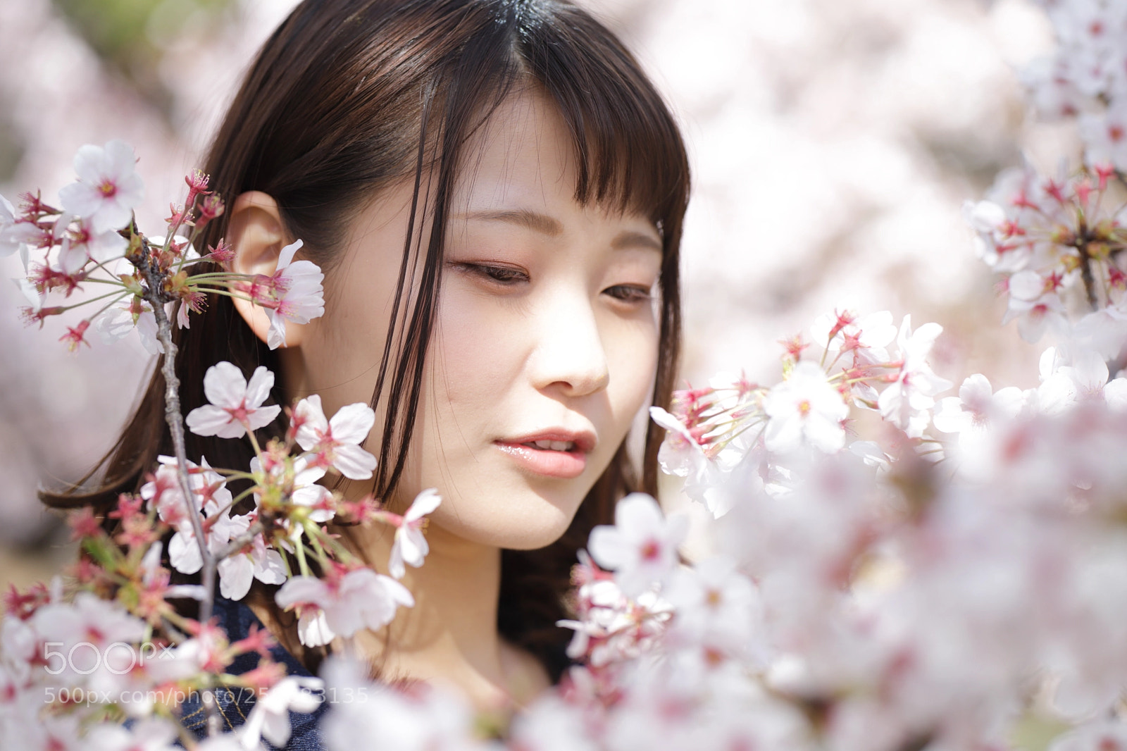 Canon EOS 6D Mark II sample photo. Cherry blossoms photography