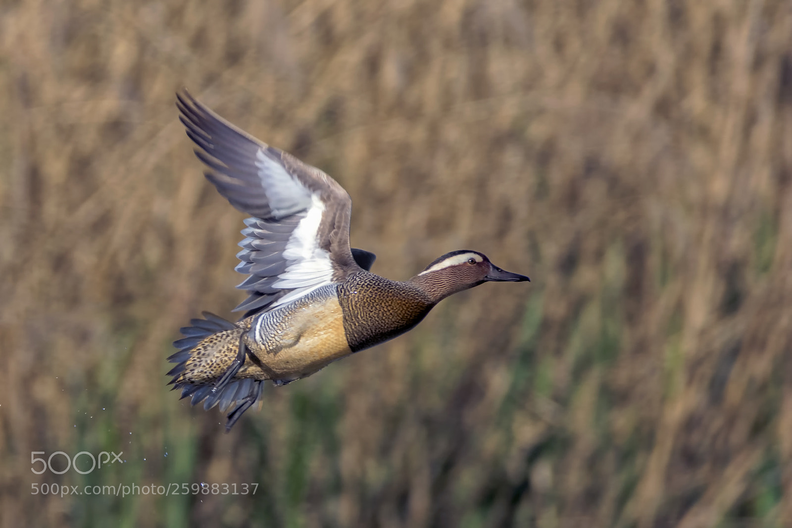 Nikon D7200 sample photo. Garganey photography
