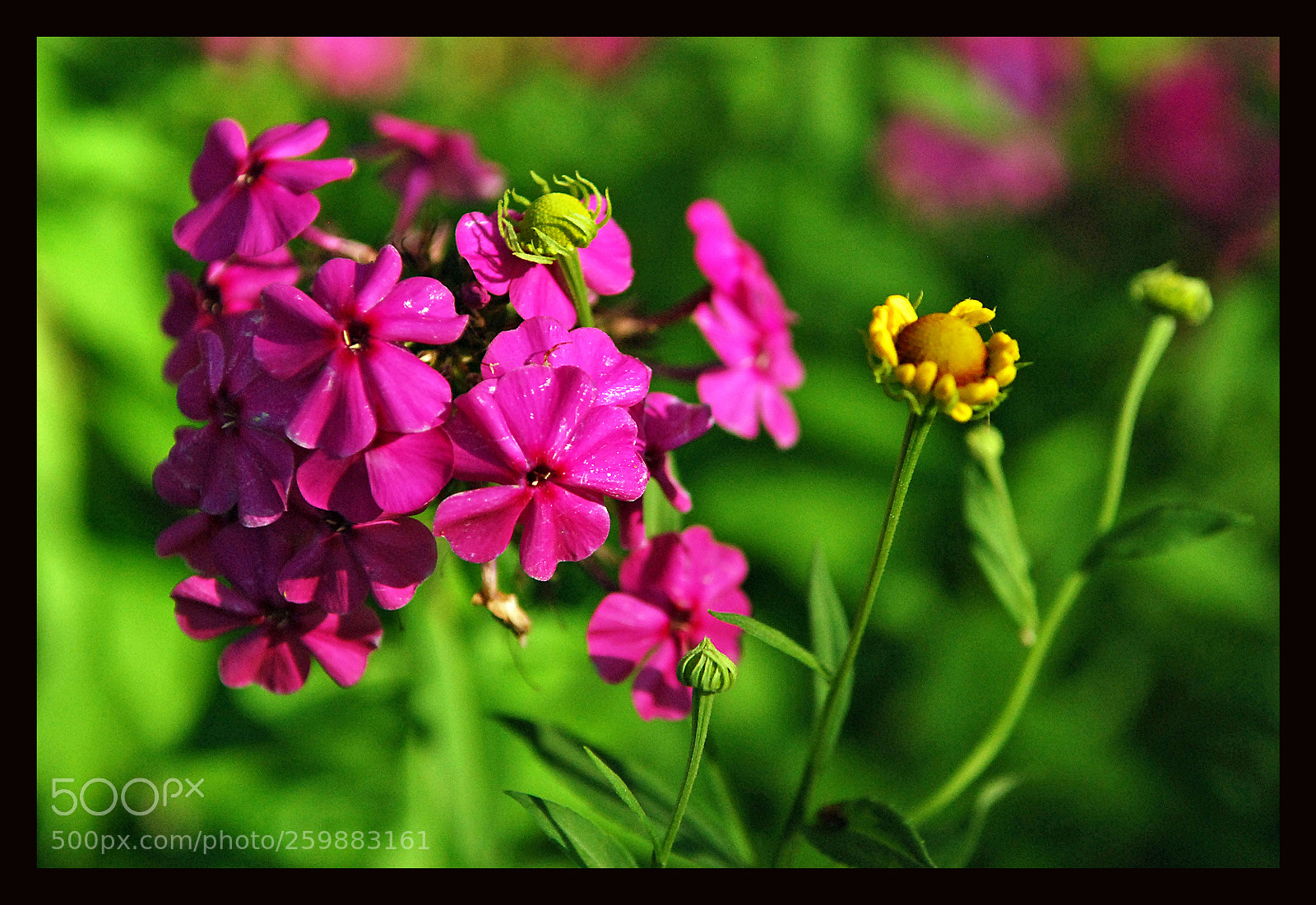 Nikon D80 sample photo. Flowers photography