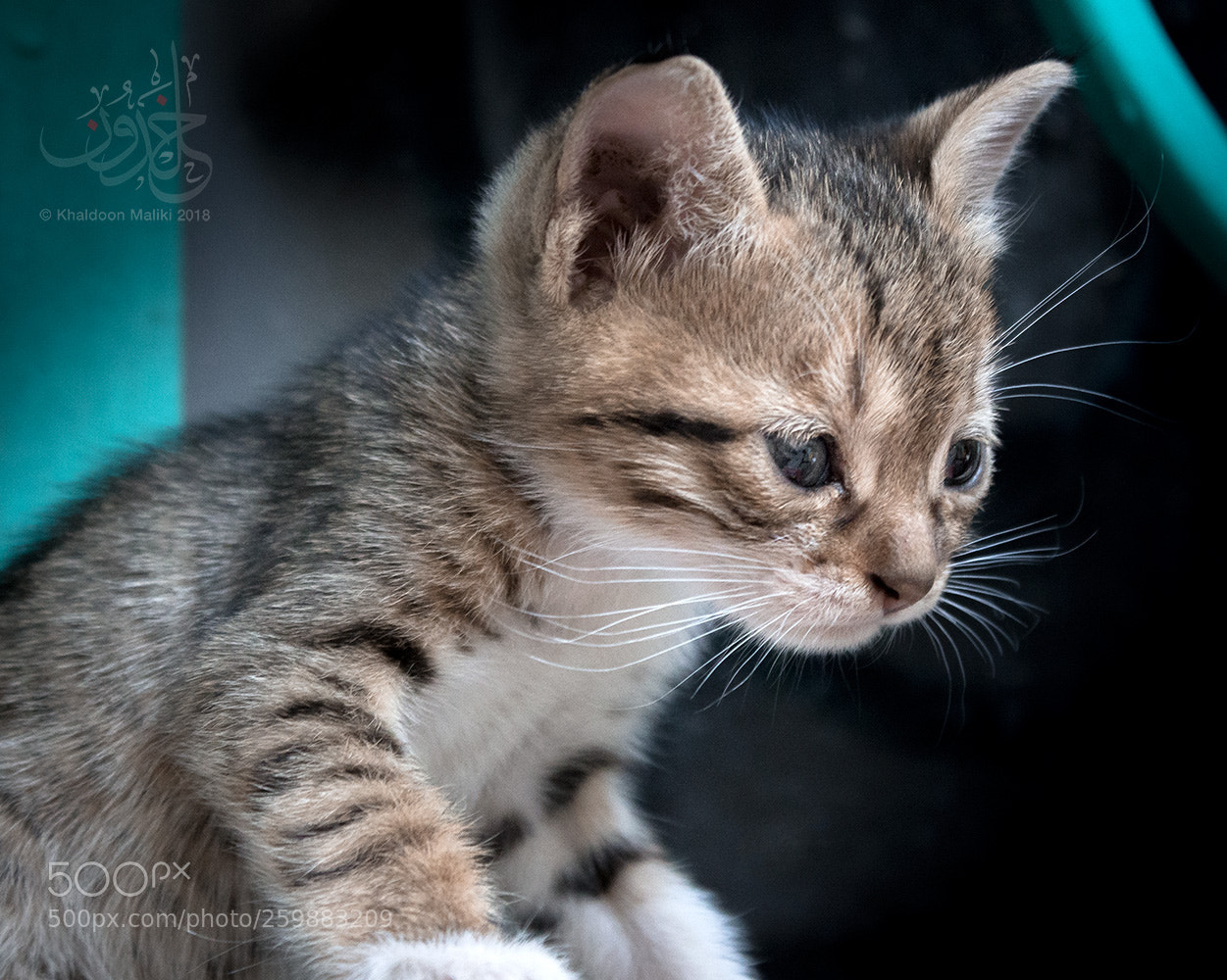 Canon EOS 600D (Rebel EOS T3i / EOS Kiss X5) sample photo. Little ball of fur.. photography