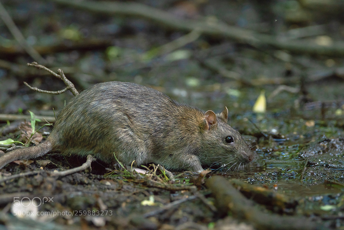 Sony a99 II sample photo. 02552.jpg photography