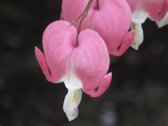 Canon PowerShot G10 sample photo. Bleeding hearts photography