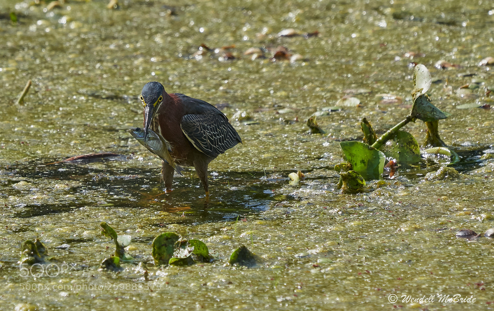 Sony a7R III sample photo. Green heron with lunch photography
