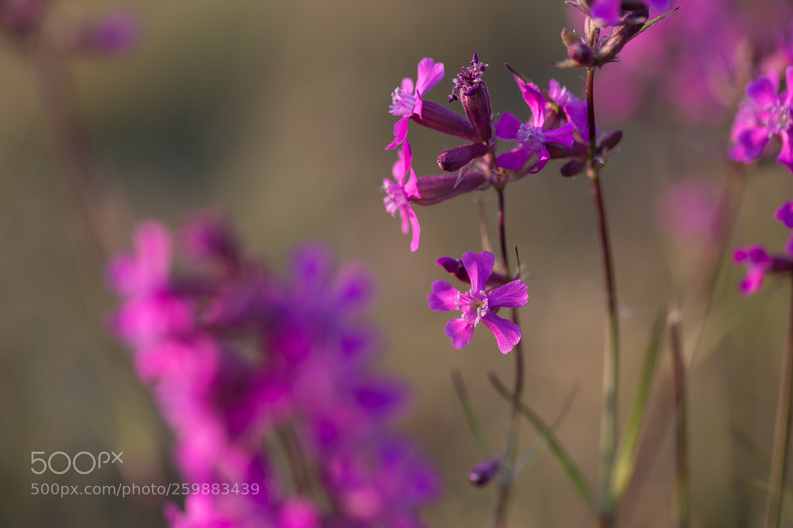 Canon EOS 6D sample photo. Untitled photography