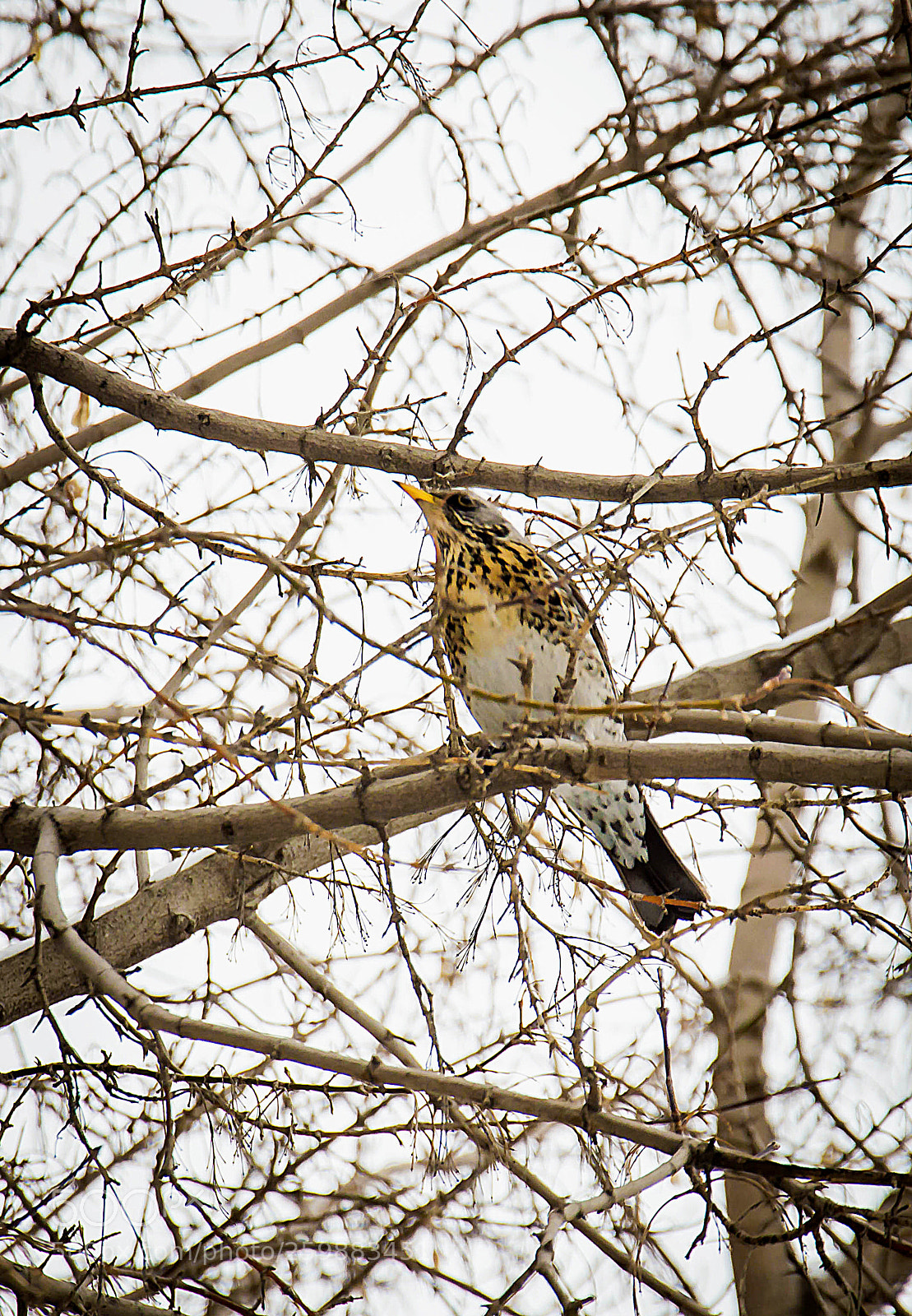 Nikon D3200 sample photo. Дрозд рябинник photography