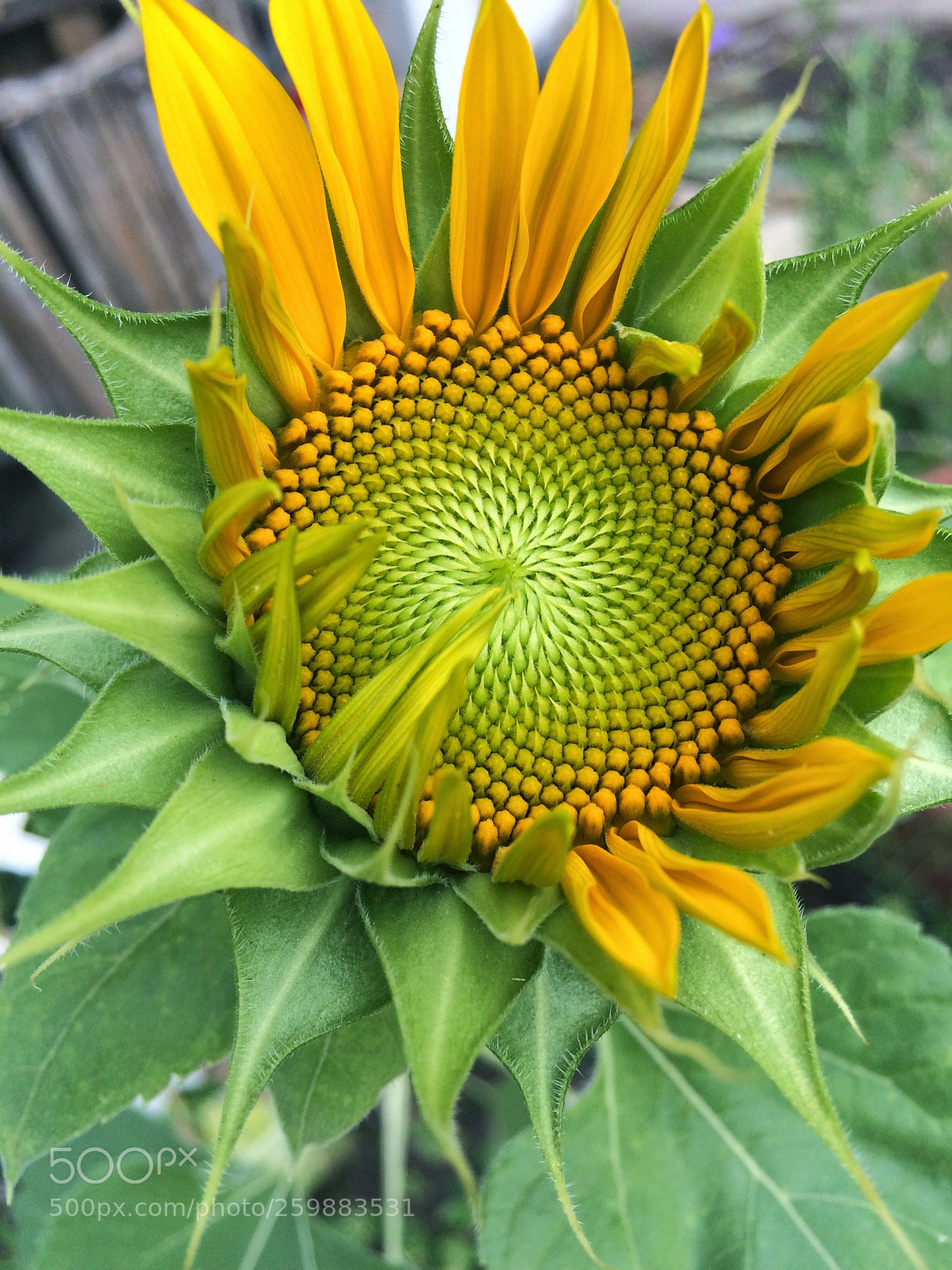 Apple iPhone 5s sample photo. Bloom baby, bloom! photography