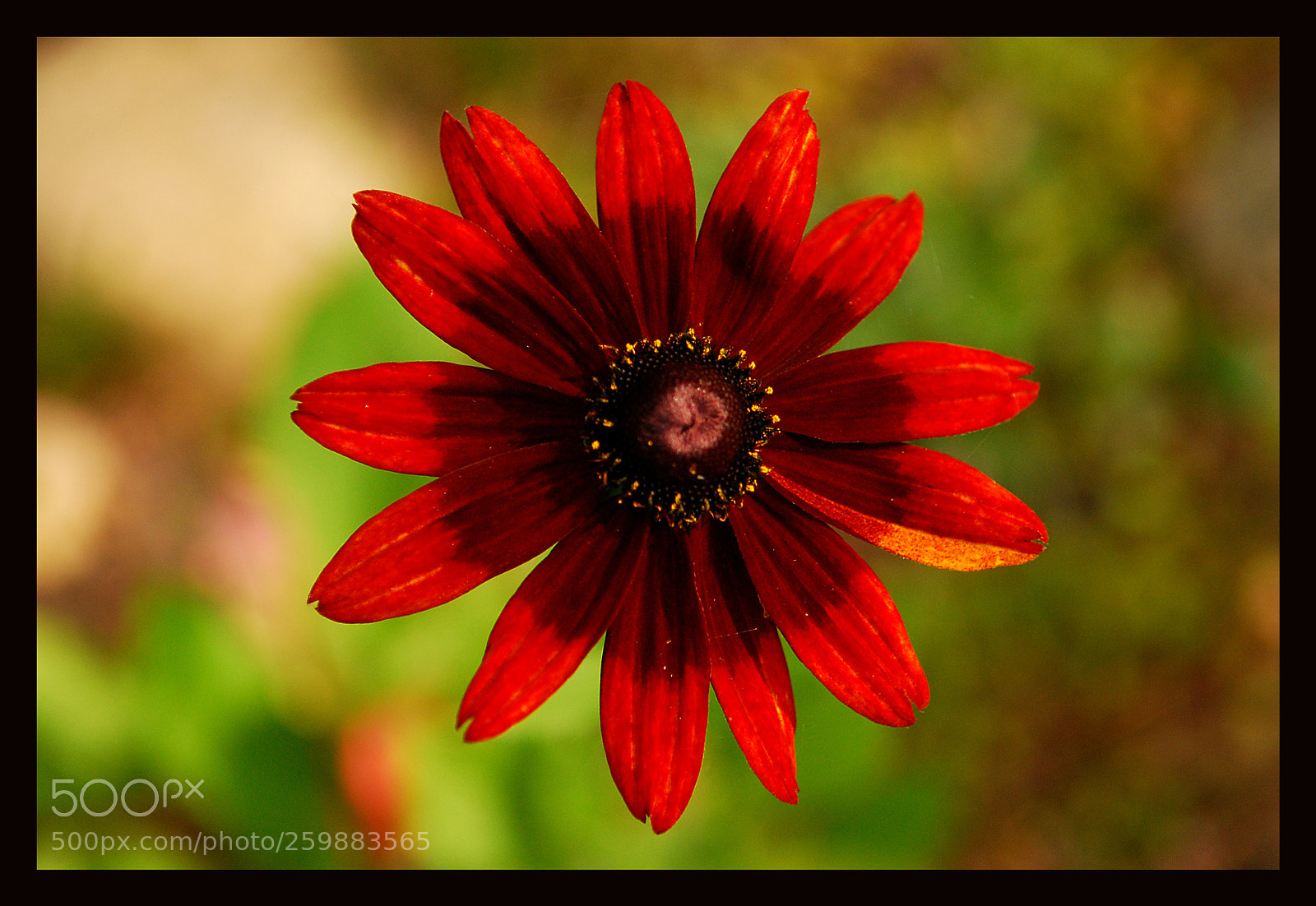 Nikon D80 sample photo. Flower photography