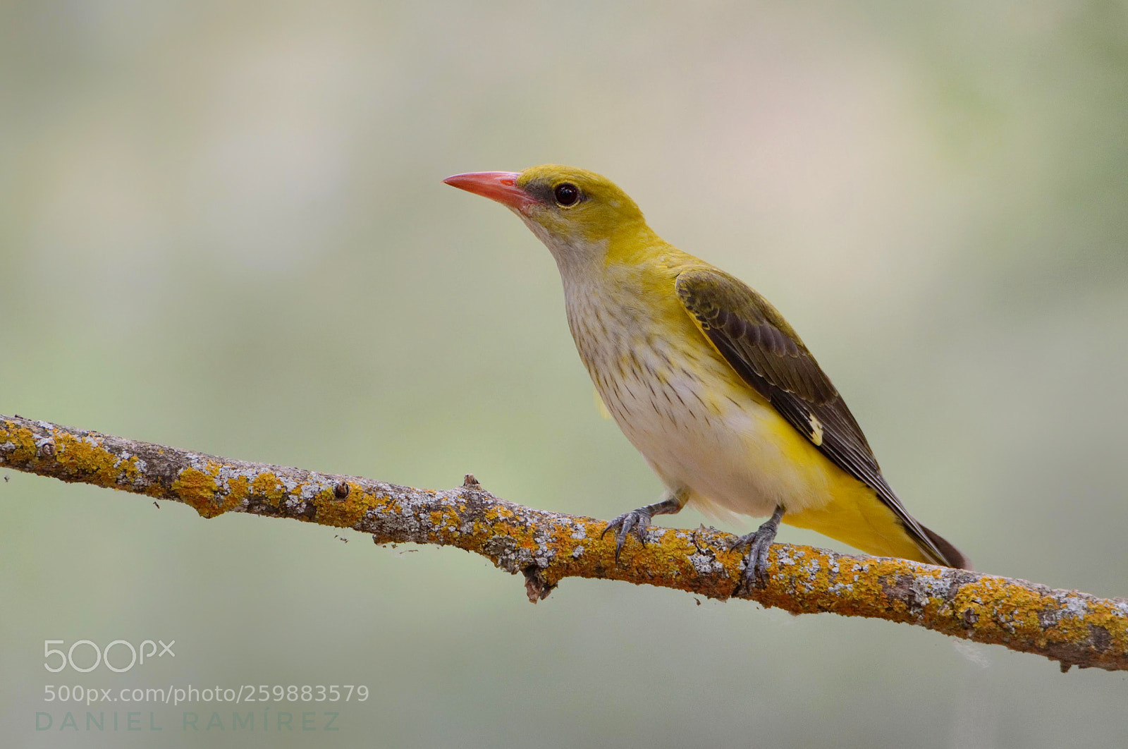 Nikon D7100 sample photo. Oropendola (oriolus oriolus) photography