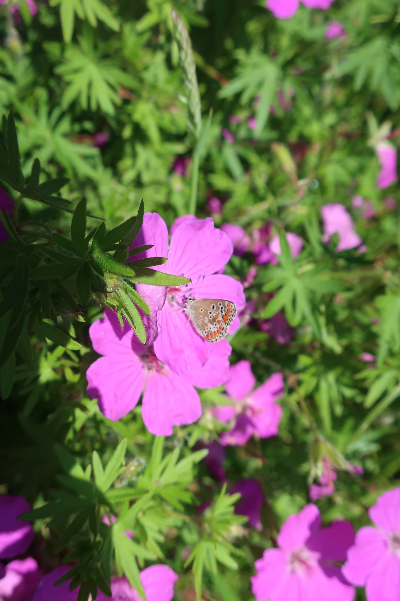 Canon PowerShot G9 X Mark II sample photo. The short rest. photography