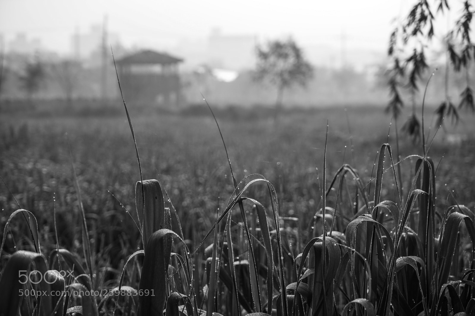 Sony a7 II sample photo. Dsc photography