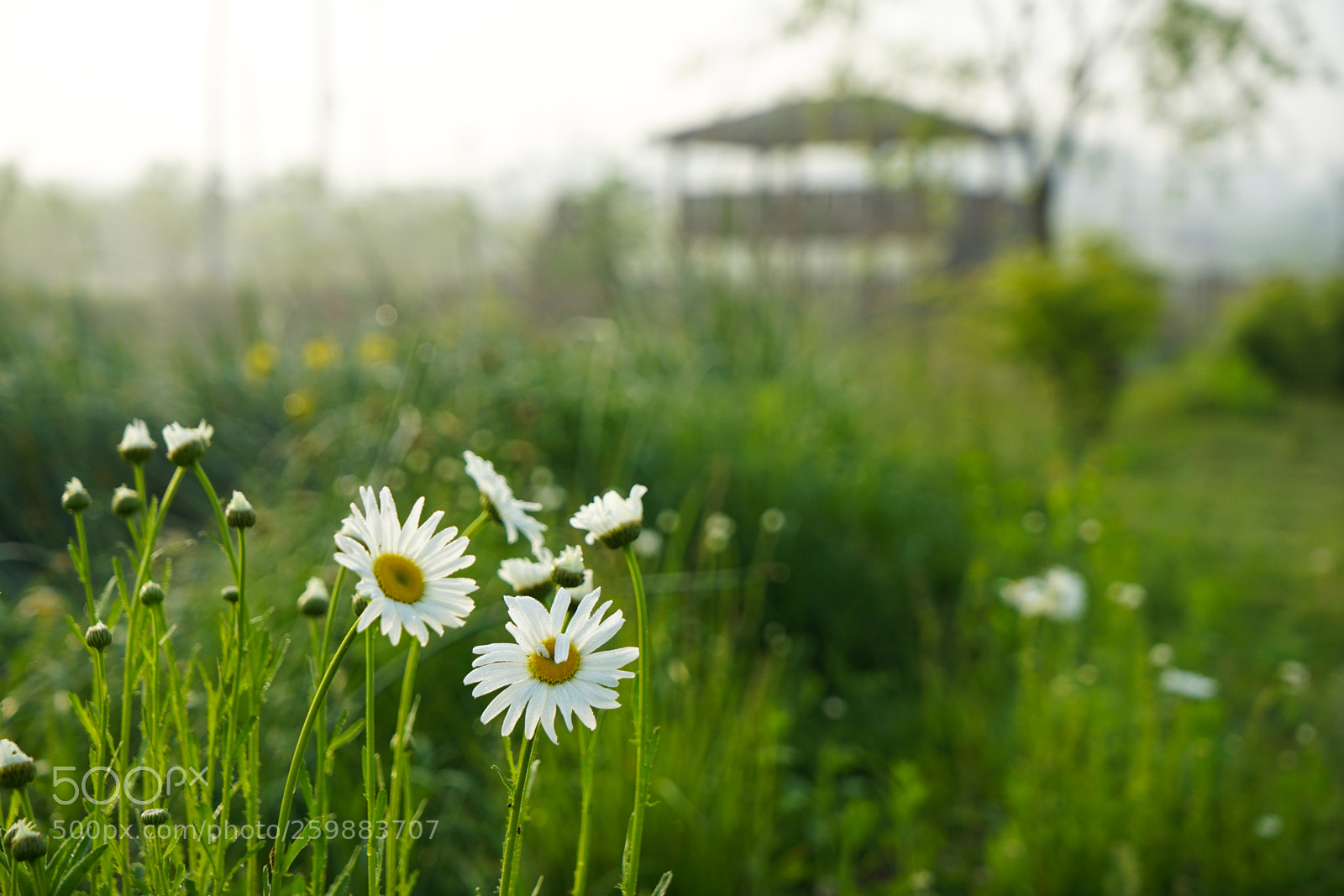 Sony a7 II sample photo. Dsc photography