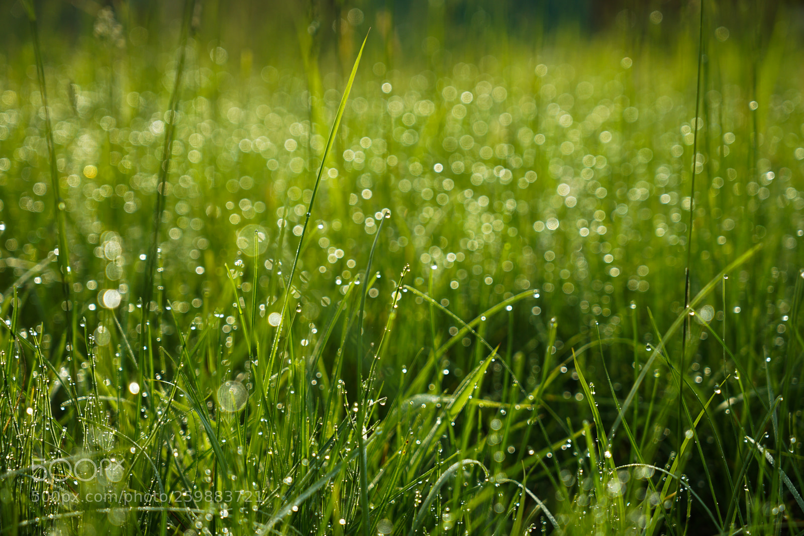 Sony a7 II sample photo. Dsc photography