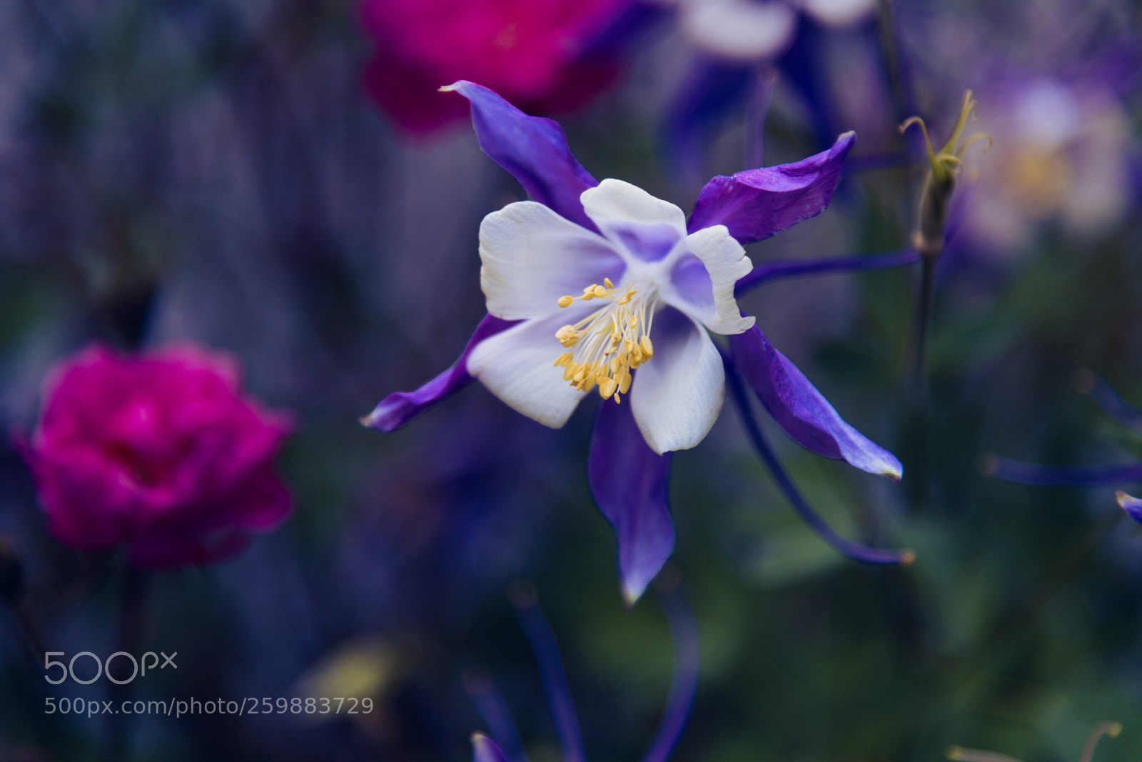 Nikon D850 sample photo. Garden flower photography