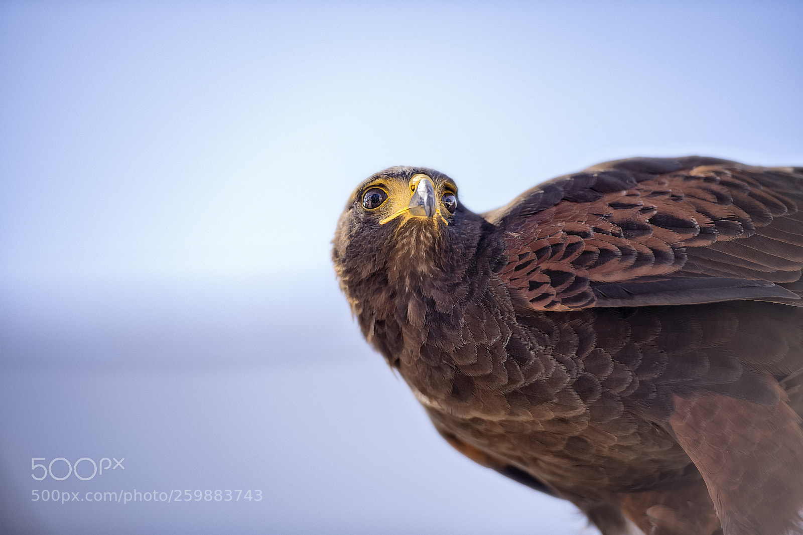Nikon D850 sample photo. Falcon 1 photography
