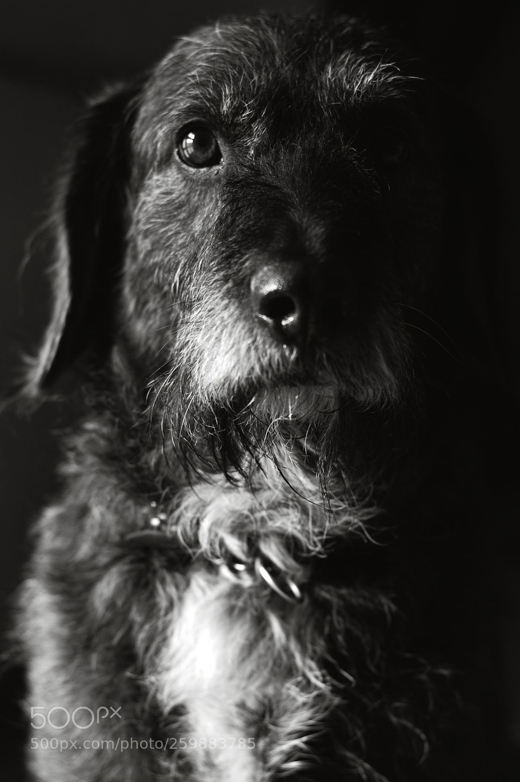 Nikon D3200 sample photo. Dog photography