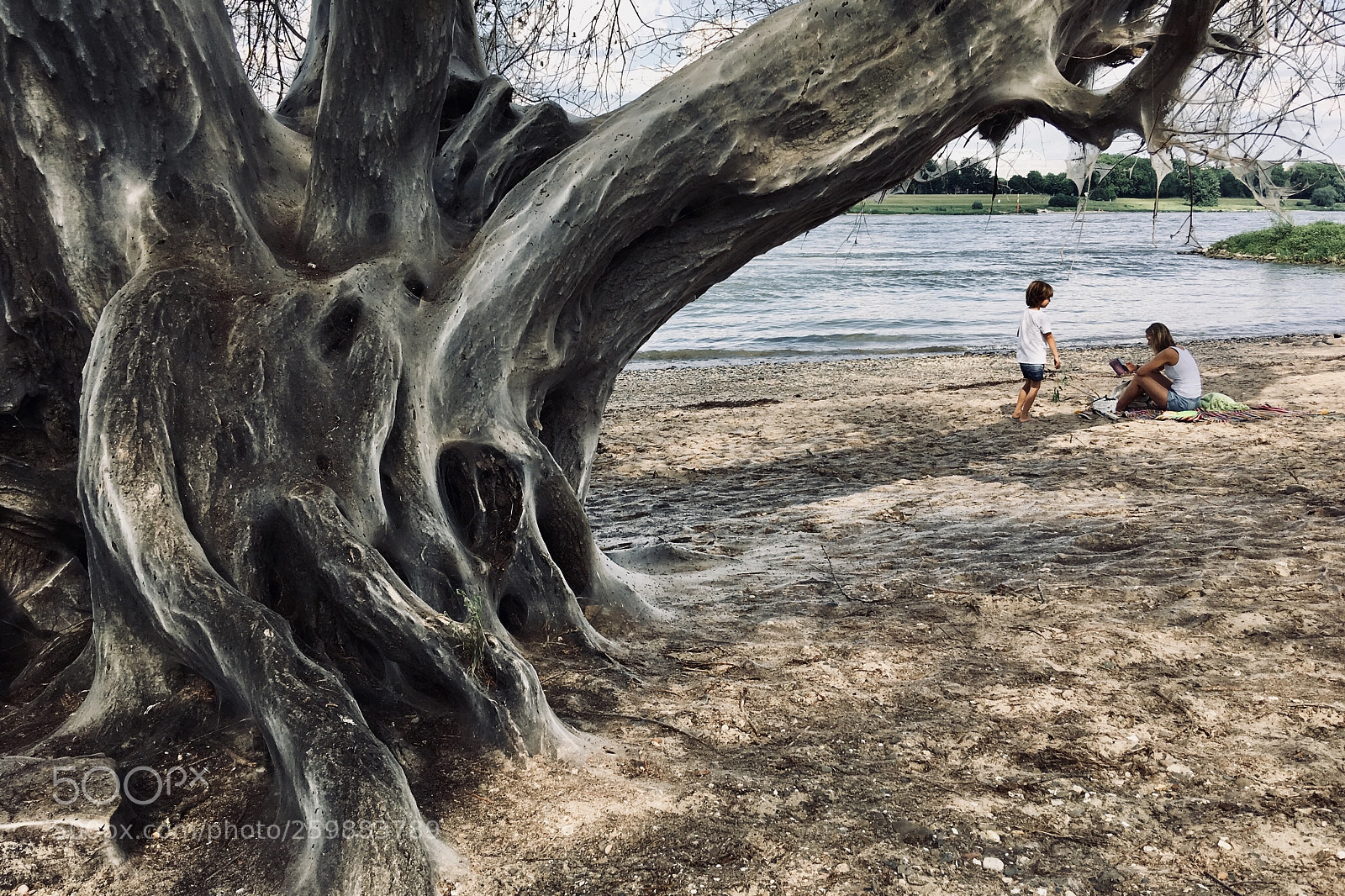 Apple iPhone SE sample photo. Ghost tree photography
