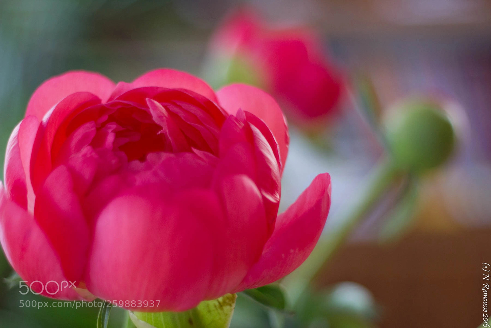 Canon EOS 550D (EOS Rebel T2i / EOS Kiss X4) sample photo. Pivoine au printemps photography