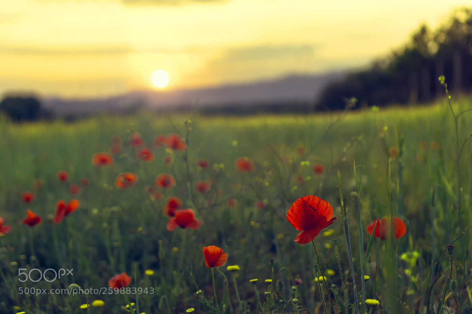 Sony a6000 sample photo. Poppies photography