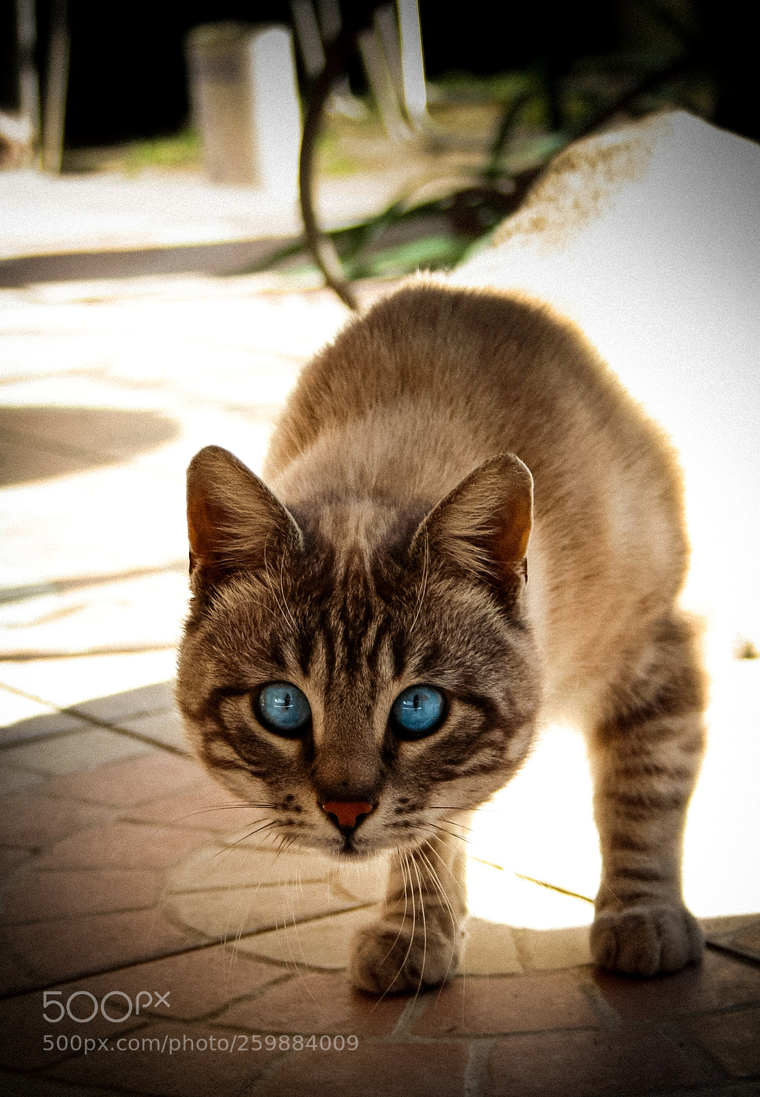 Canon EOS 1000D (EOS Digital Rebel XS / EOS Kiss F) sample photo. Beautiful cat photography