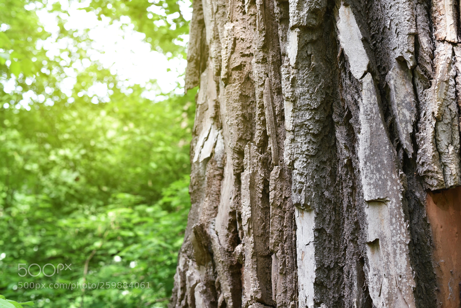 Nikon D750 sample photo. The woodlands photography