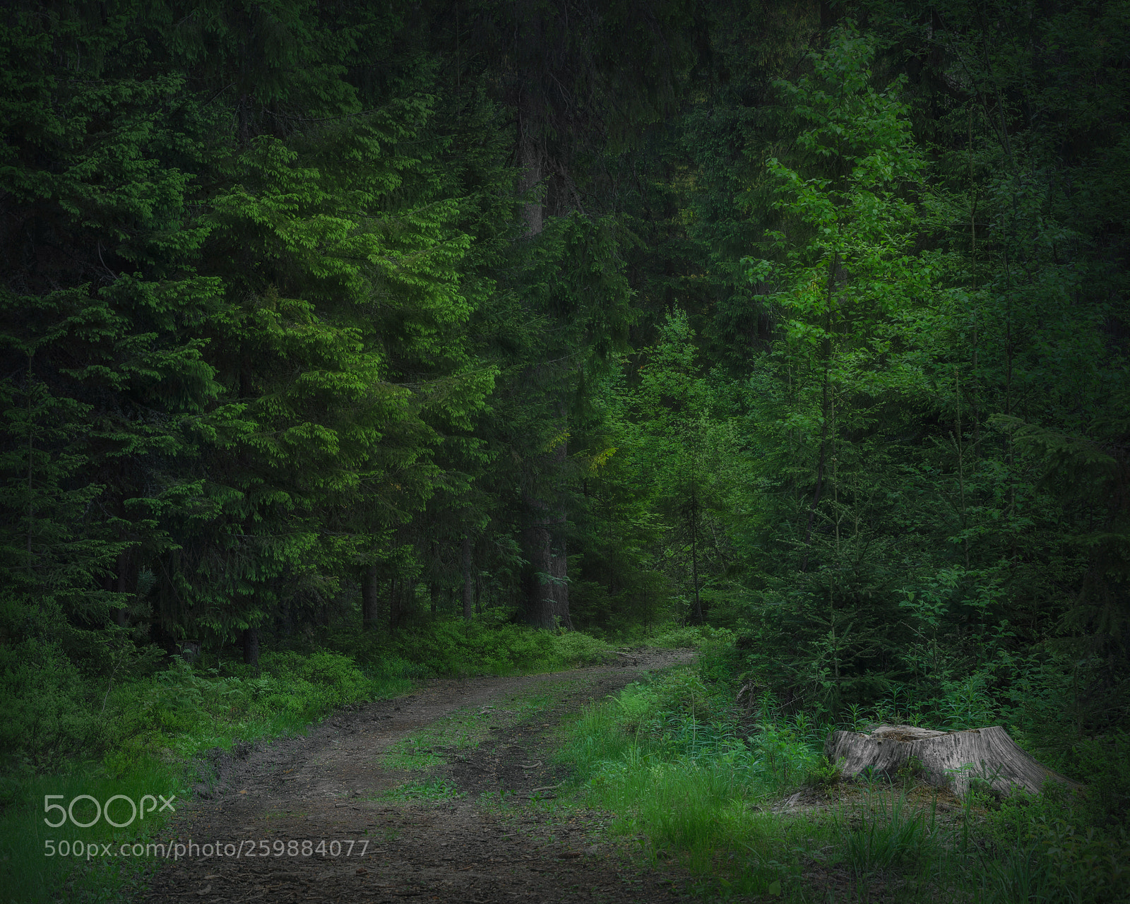 Nikon D7000 sample photo. Morning in the forest photography
