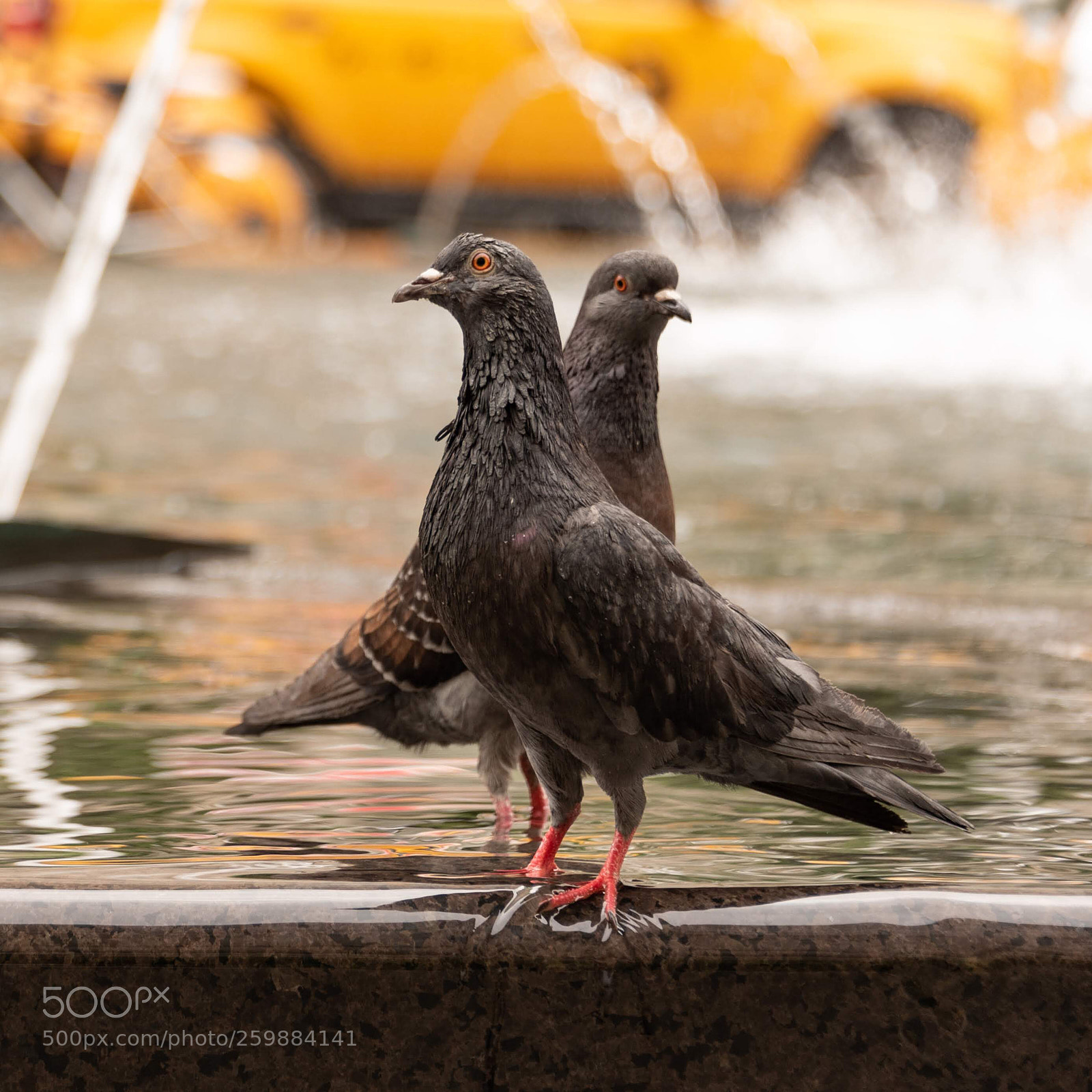 Nikon D750 sample photo. Pigeon ballet photography