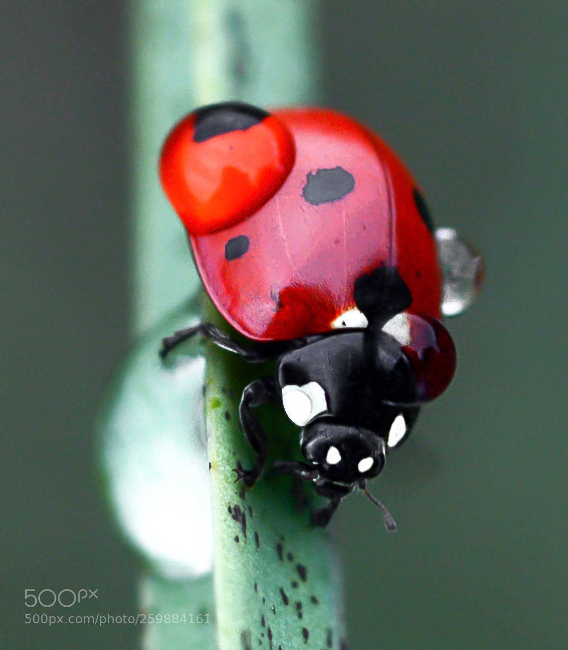 Nikon D7100 sample photo. Ladybug photography