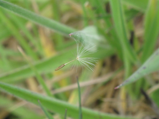 Canon PowerShot G10 sample photo. Dandelion seed photography