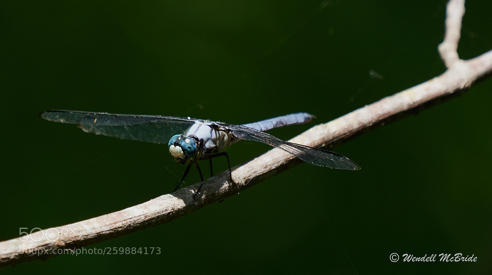 Sony a7R III sample photo. Blue dasher dragonfly photography
