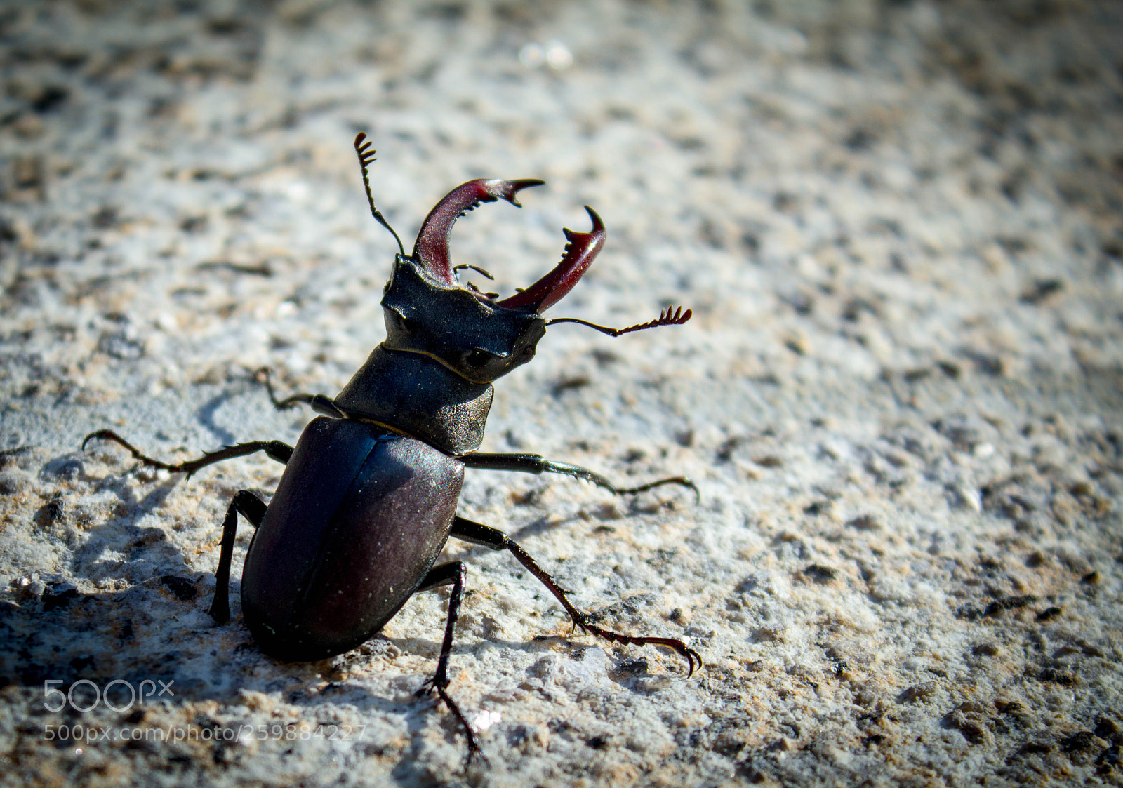 Canon EOS 1200D (EOS Rebel T5 / EOS Kiss X70 / EOS Hi) sample photo. Bug photography