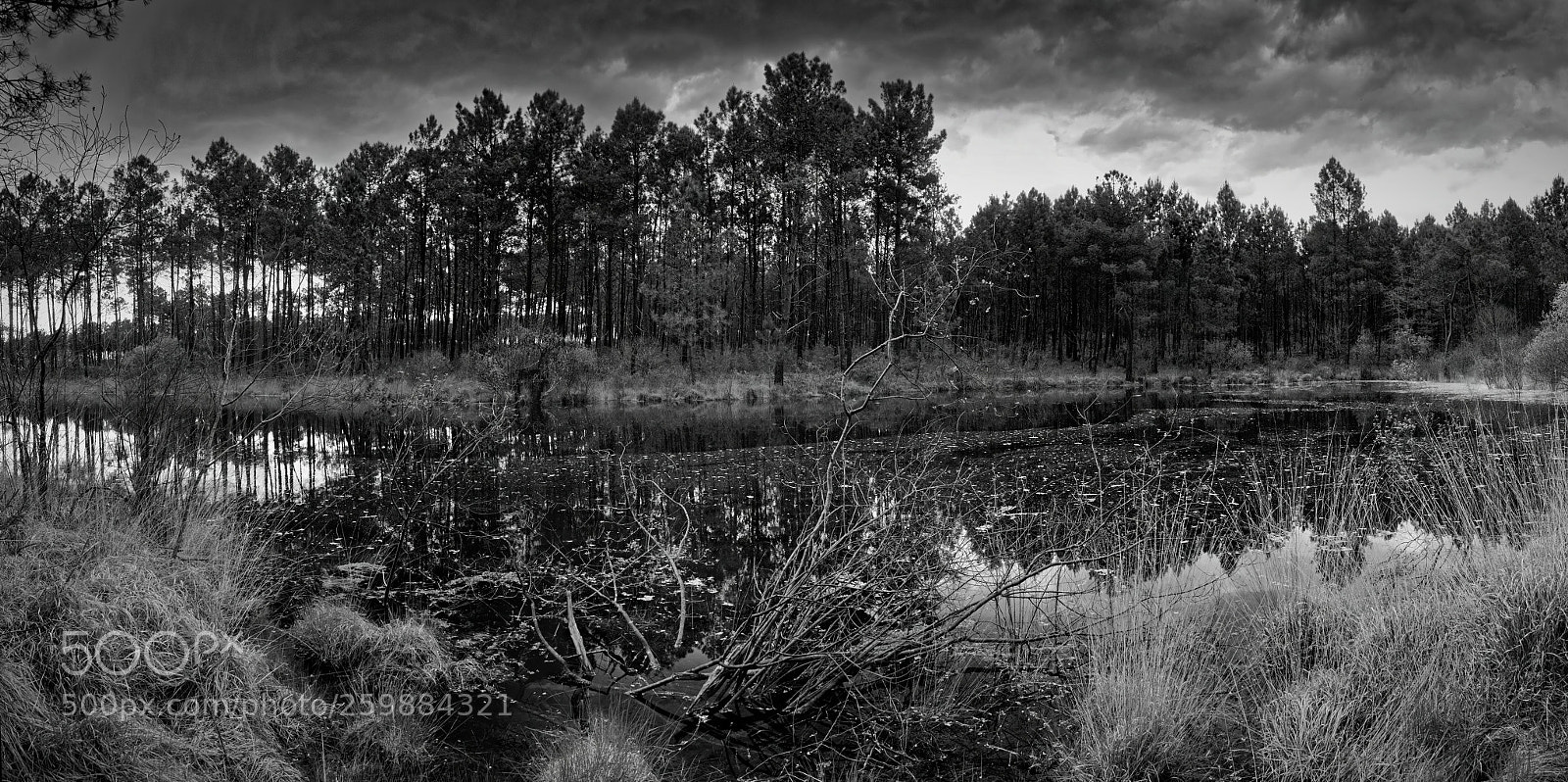 Nikon D7100 sample photo. Forgotten pond photography