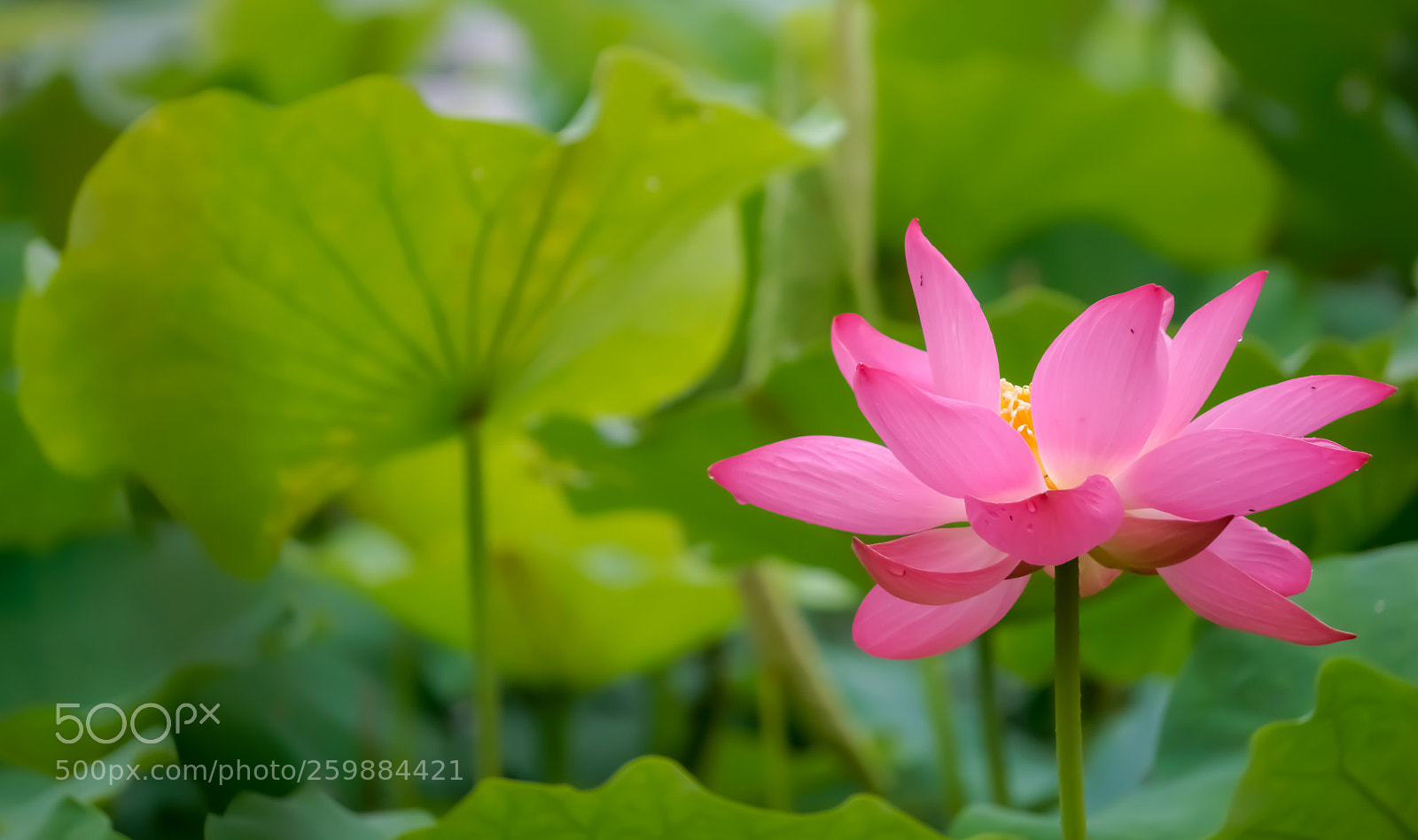 Sony a6000 sample photo. Lotus photography