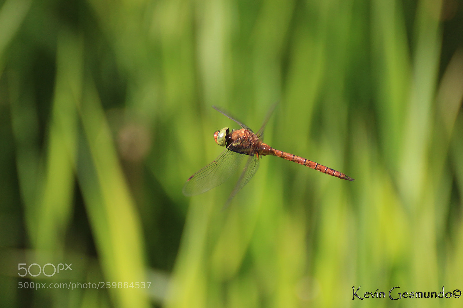 Canon EOS 700D (EOS Rebel T5i / EOS Kiss X7i) sample photo. Dragonfly photography
