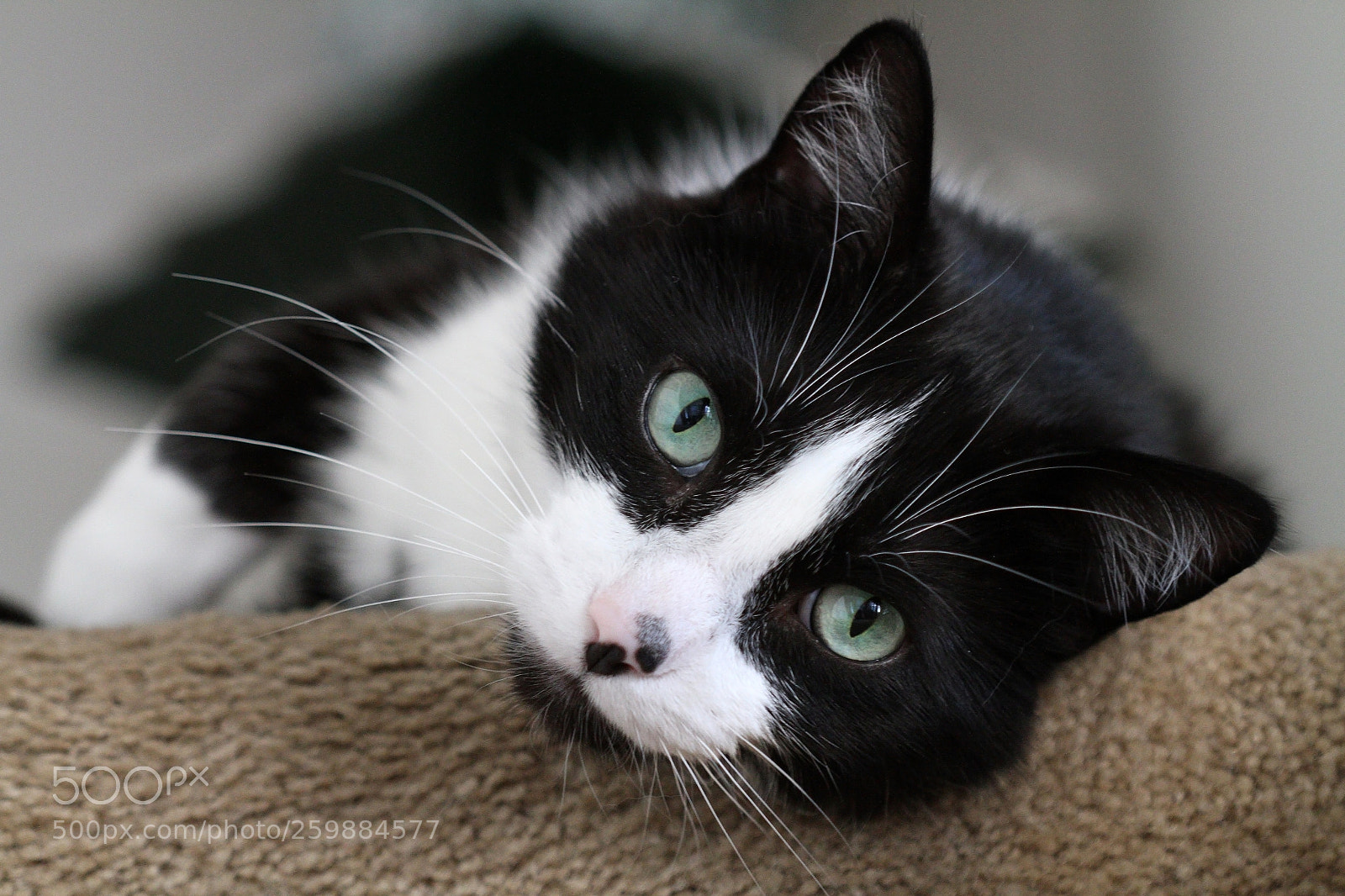 Canon EOS 7D sample photo. Whiskers photography