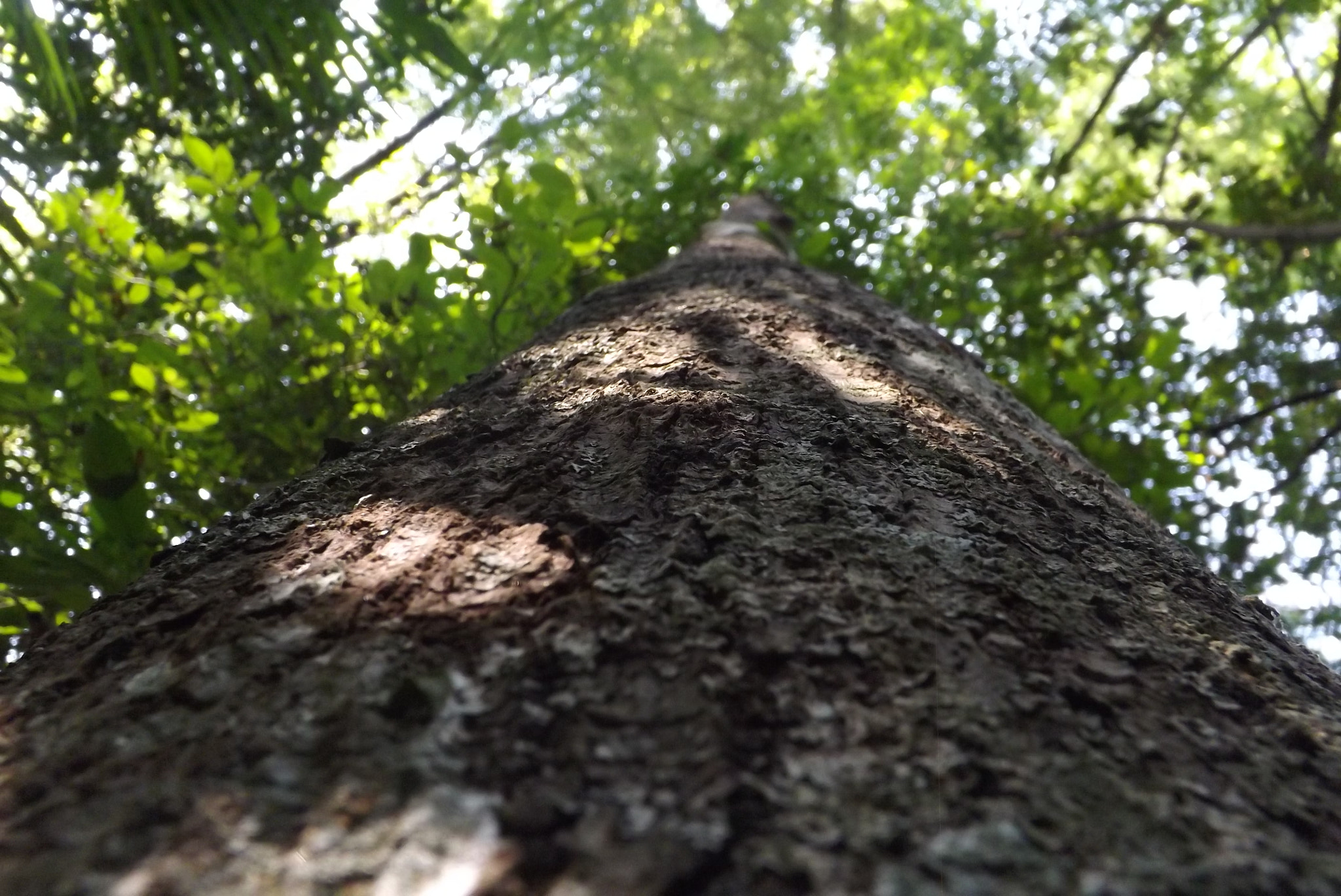 Fujifilm FinePix S4500 sample photo. National park in uruapan mexico photography