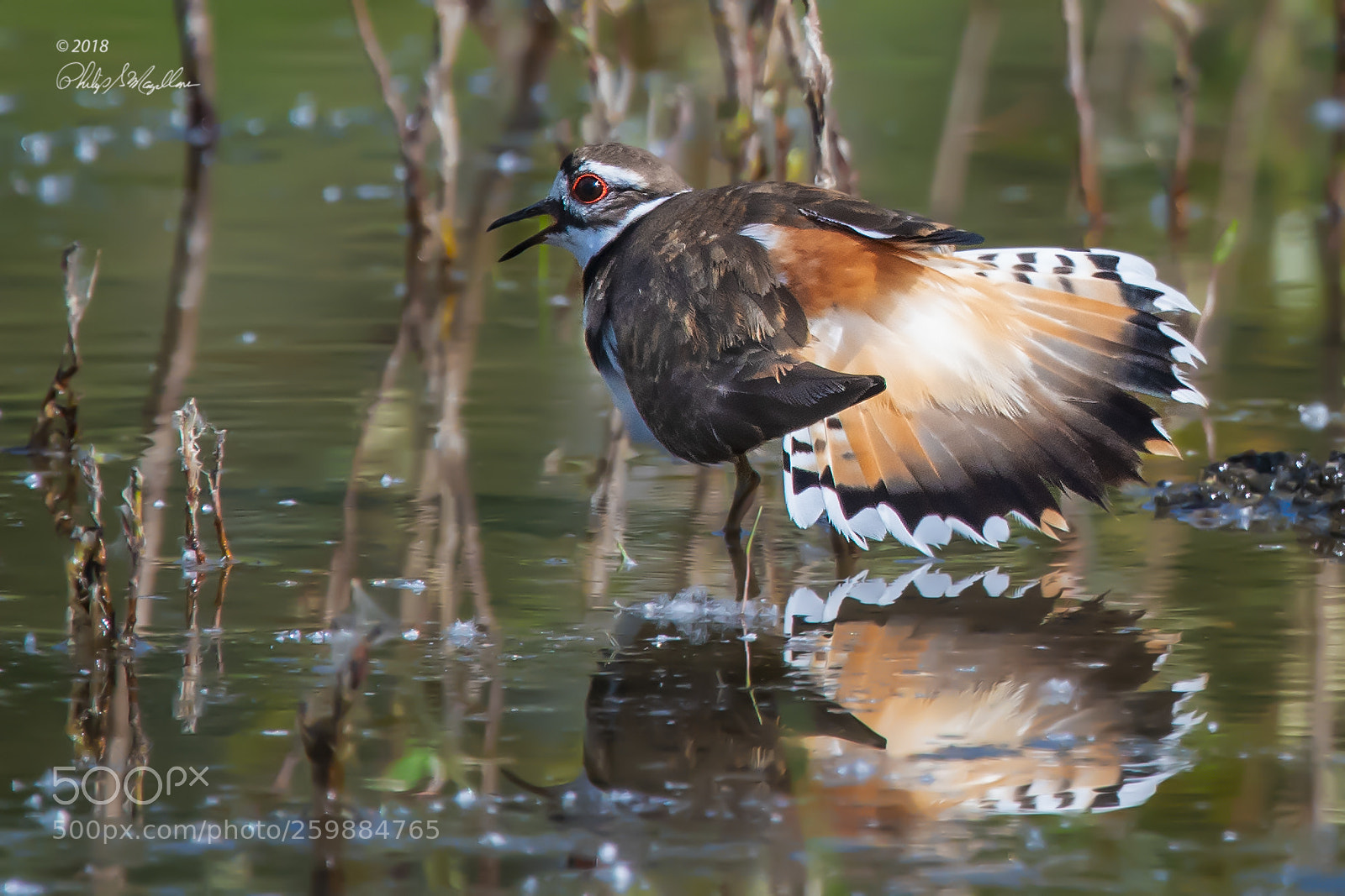 Nikon D500 sample photo. Killdeer tail photography