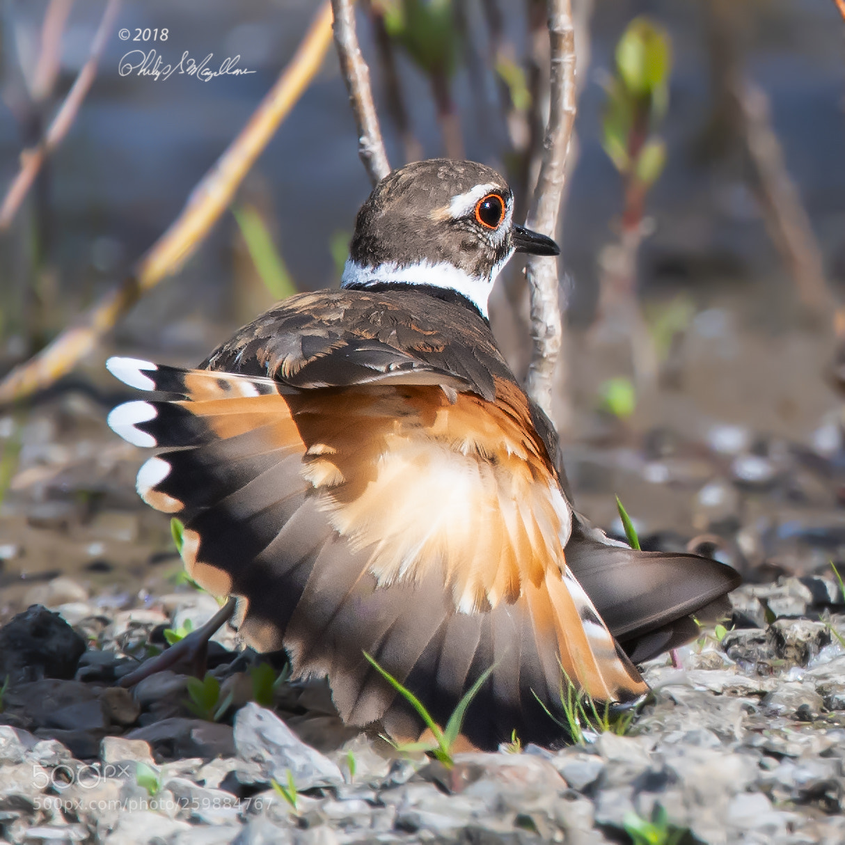 Nikon D500 sample photo. Killdeer tail photography