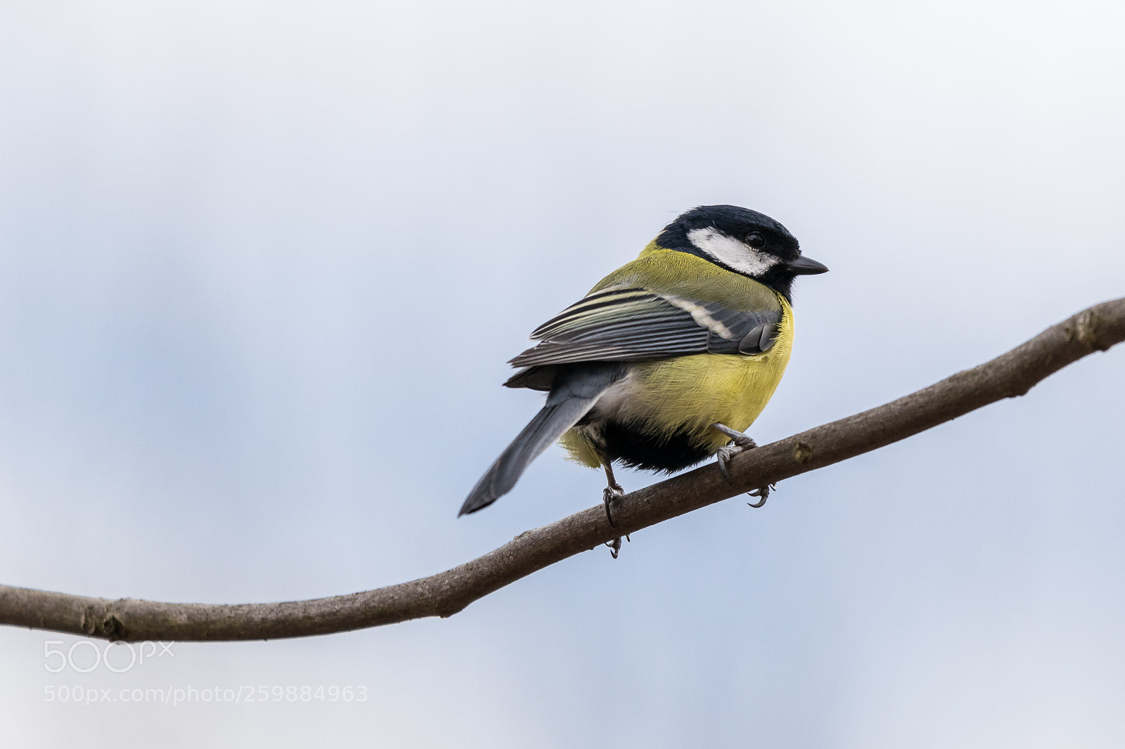 Nikon D5300 sample photo. Great tit photography