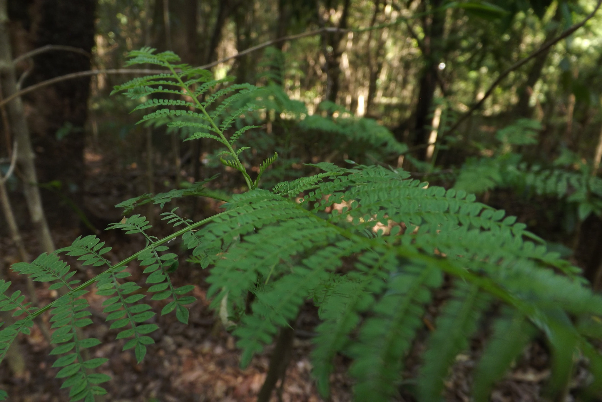 Fujifilm FinePix S4500 sample photo. National park in uruapan mexico photography