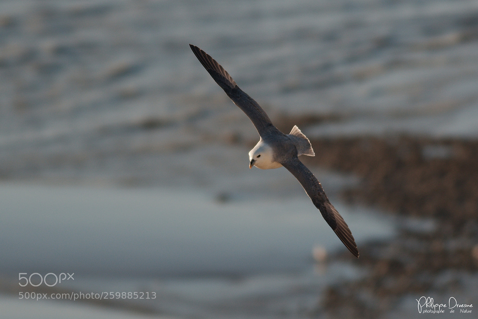 Canon EOS 7D Mark II sample photo. Fulmar boréal photography