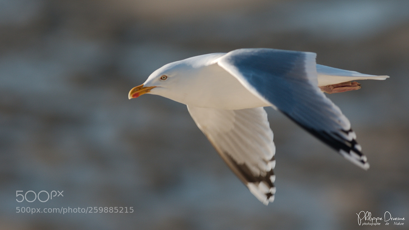 Canon EOS 7D Mark II sample photo. Goeland argenté photography