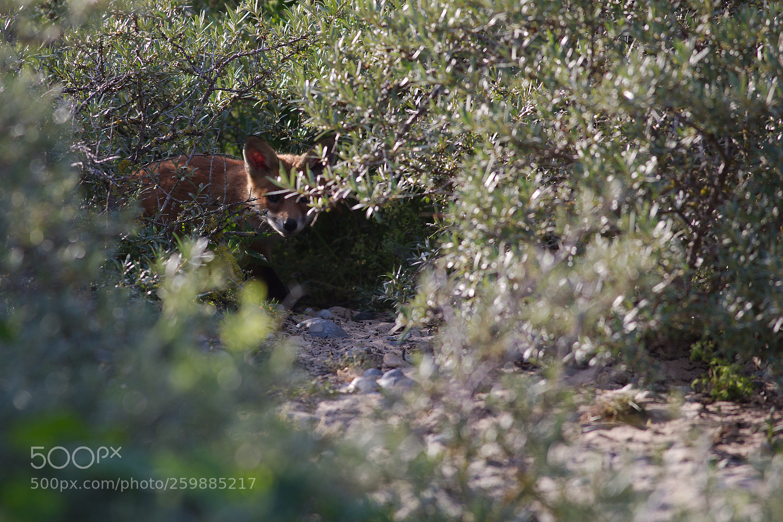 Canon EOS 5D Mark IV sample photo. Renard photography