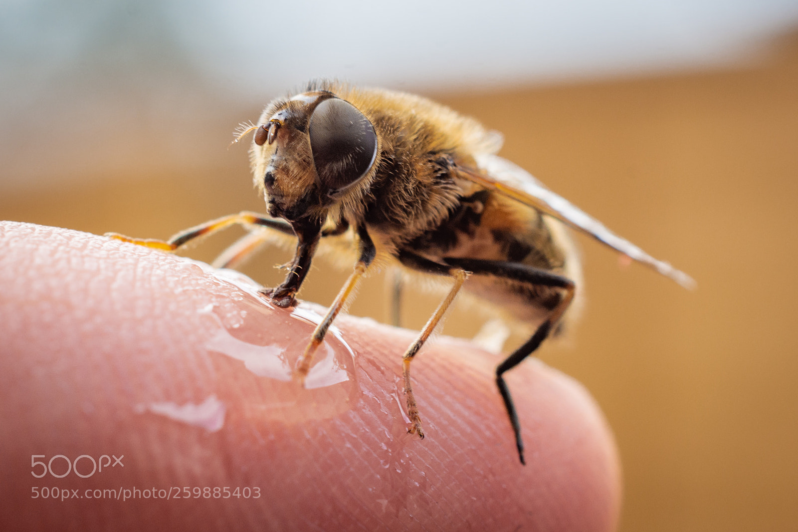 Nikon D7200 sample photo. Hoverfly (syrphidae) macro photography