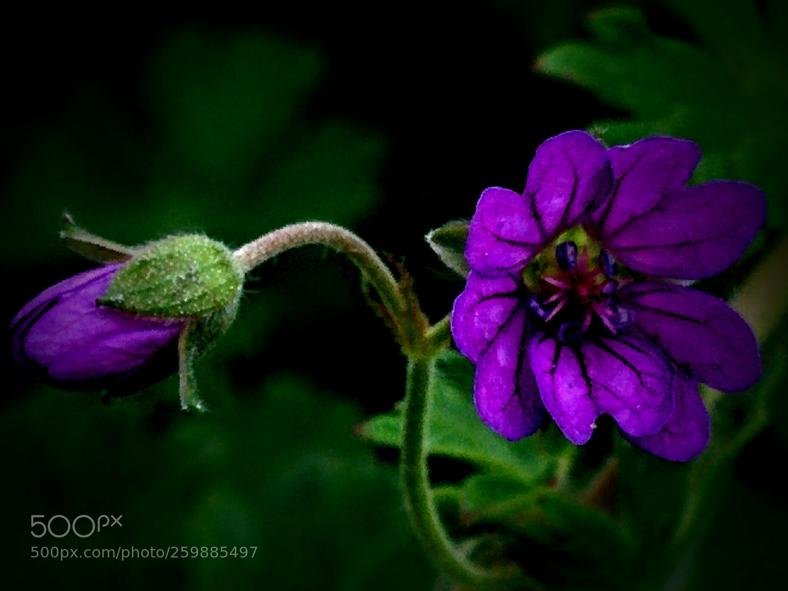LG Nexus 5 sample photo. Geranium molle photography